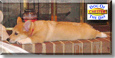Chester, the Dog of the Day