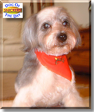 Snickers, the Dog of the Day