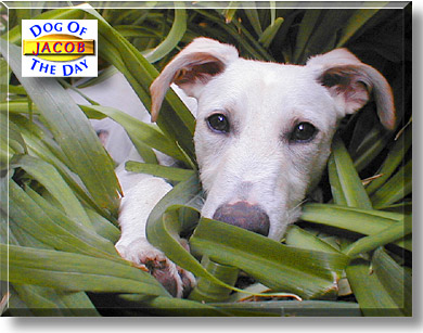 Jacob, the Dog of the Day