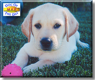 Max, the Dog of the Day