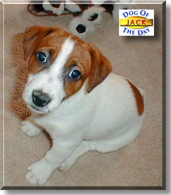 JustJack, the Dog of the Day