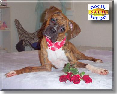 Sadie, the Dog of the Day