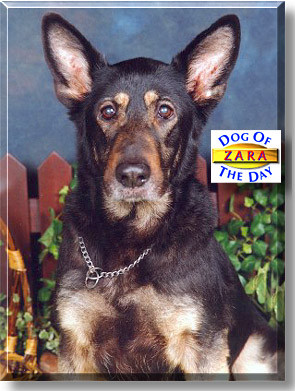 Zara, the Dog of the Day