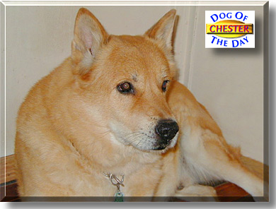 Chester, the Dog of the Day