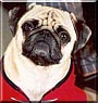 Bernard