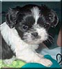 Mollie