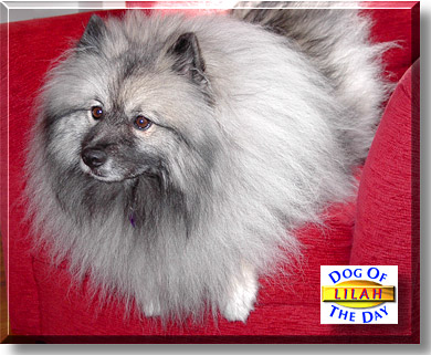 Lilah, the Dog of the Day