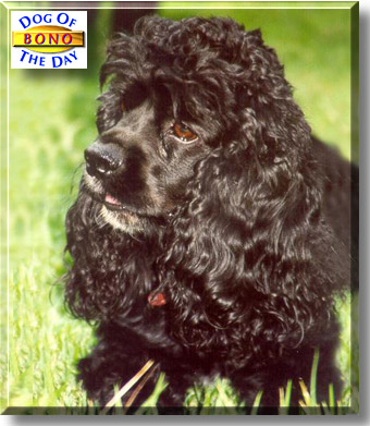 Bono, the Dog of the Day