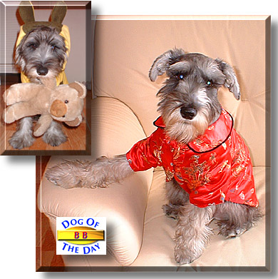 BB, the Dog of the Day