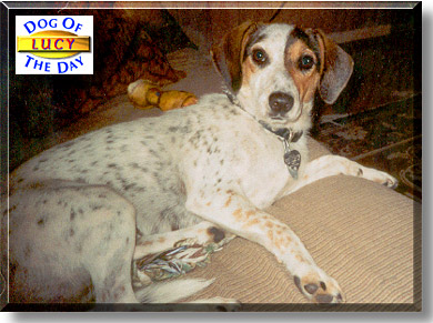 Lucy, the Dog of the Day
