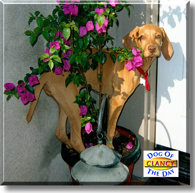 Clancy, the Dog of the Day