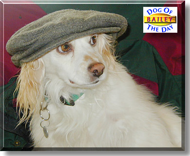 Bailey, the Dog of the Day