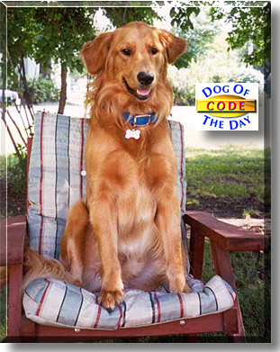 Code, the Dog of the Day
