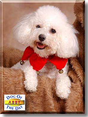 Abby, the Dog of the Day
