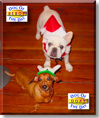 Doxy and Bebop, the Dog of the Day