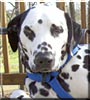 Mr. Spot
