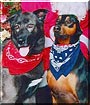 Riley, Max