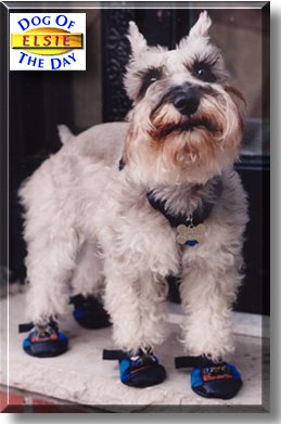 Elsie, the Dog of the Day