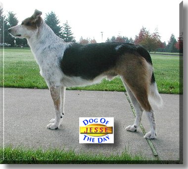 Jesse, the Dog of the Day