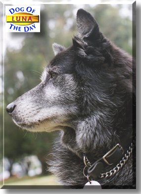 Luna, the Dog of the Day