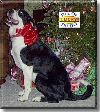 Lucky, the Dog of the Day