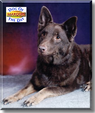 Marquis, the Dog of the Day
