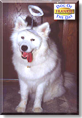 Frankie, the Dog of the Day
