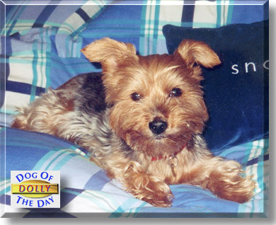 Dolly, the Dog of the Day