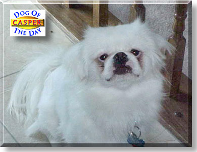 Casper, the Dog of the Day