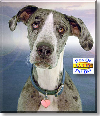 Bailey, the Dog of the Day