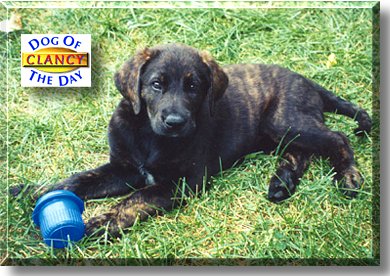Clancy, the Dog of the Day