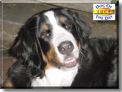 Lucy, the Dog of the Day