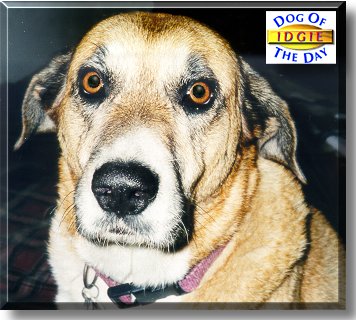 Idgie, the Dog of the Day