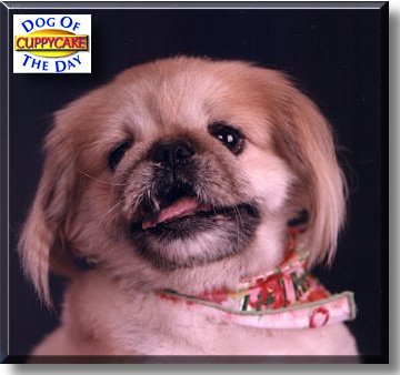 Cuppycake, the Dog of the Day