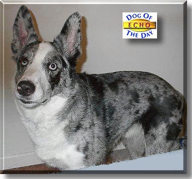 Echo, the Dog of the Day