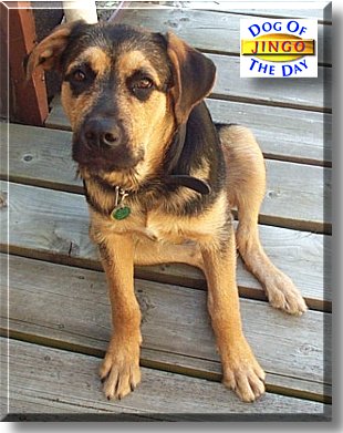 Jingo YoLaDog, the Dog of the Day