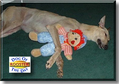 Rooster, the Dog of the Day