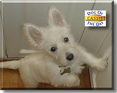 Cassie, the Dog of the Day