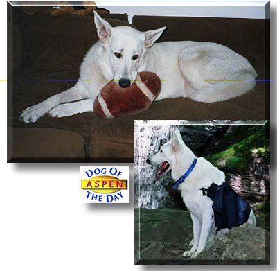 Aspen Winter Winner, the Dog of the Day