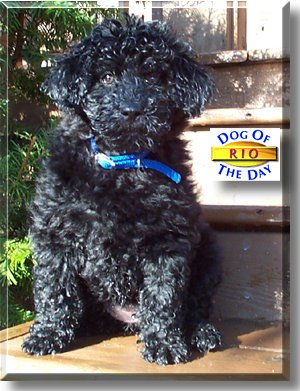 Rio, the Dog of the Day