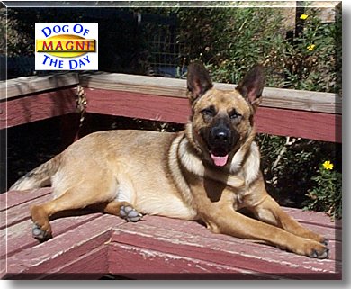 Magni, the Dog of the Day