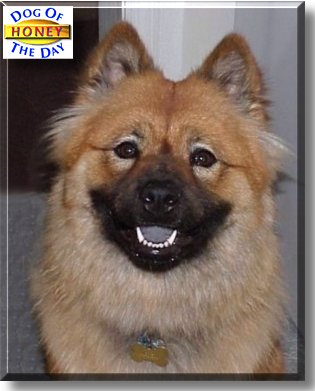 Honey, the Dog of the Day