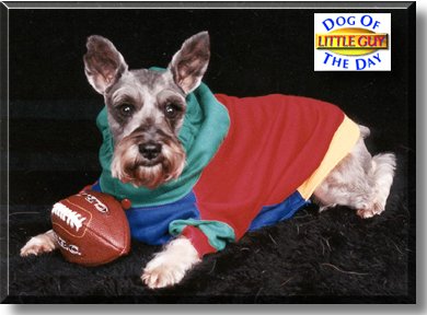 Little Guy, the Dog of the Day