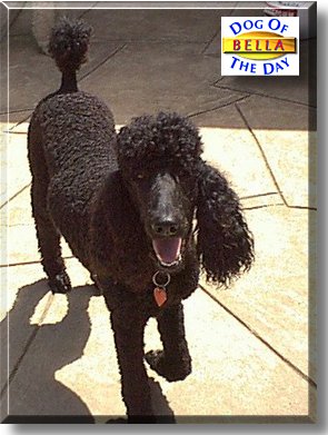 Bella, the Dog of the Day