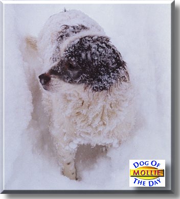 Mollie, the Dog of the Day