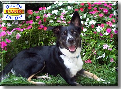 Brandi Noel, the Dog of the Day