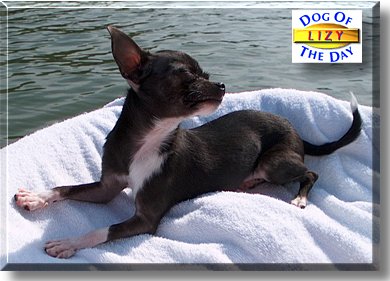 Elizabeth Carmella Baldwin - Lizy, the Dog of the Day