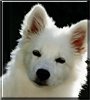 Arctica