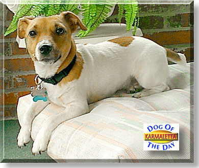 Karmaletta, the Dog of the Day