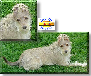 CoCo, the Dog of the Day
